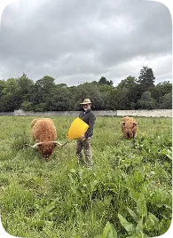 A team member tending to highland cattle in a field